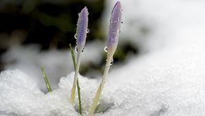 Preview wallpaper saffron, flowers, buds, snow, macro