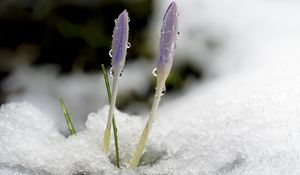 Preview wallpaper saffron, flowers, buds, snow, macro