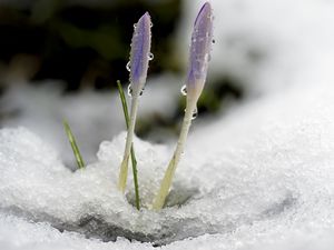 Preview wallpaper saffron, flowers, buds, snow, macro