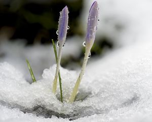 Preview wallpaper saffron, flowers, buds, snow, macro