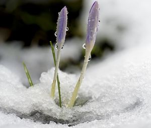 Preview wallpaper saffron, flowers, buds, snow, macro