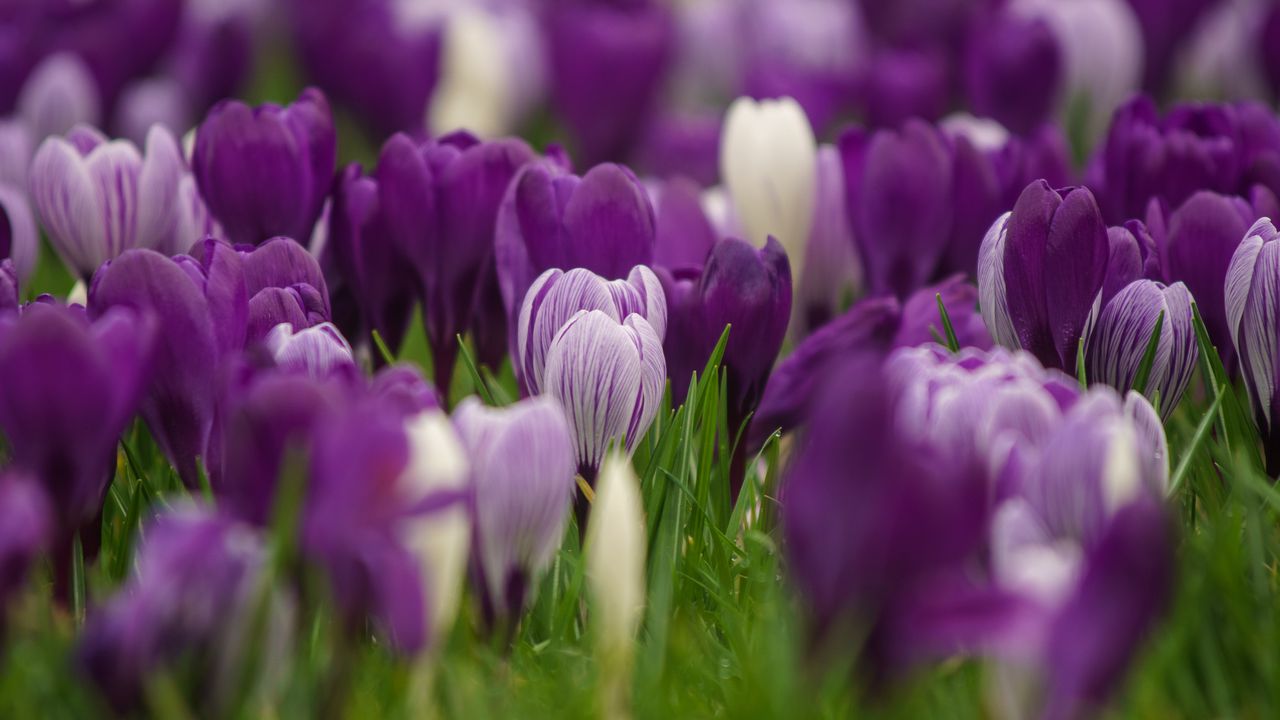 Wallpaper saffron, flowers, buds, spring