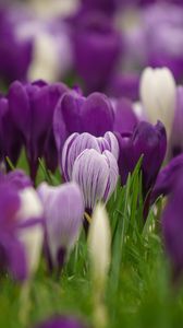 Preview wallpaper saffron, flowers, buds, spring