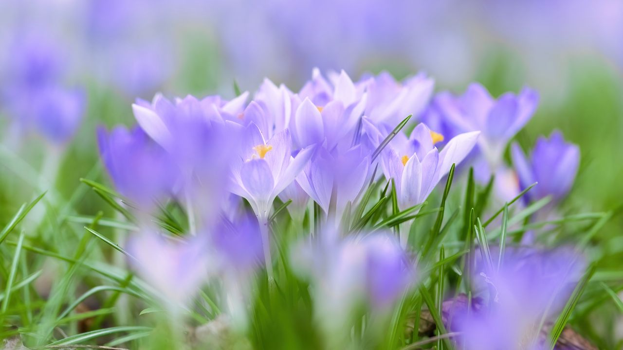 Wallpaper saffron, flowers, buds, spring, grass
