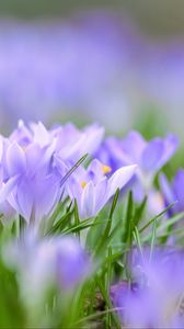 Preview wallpaper saffron, flowers, buds, spring, grass