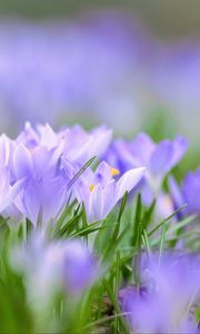 Preview wallpaper saffron, flowers, buds, spring, grass