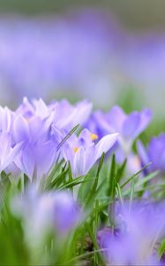 Preview wallpaper saffron, flowers, buds, spring, grass