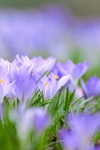 Preview wallpaper saffron, flowers, buds, spring, grass