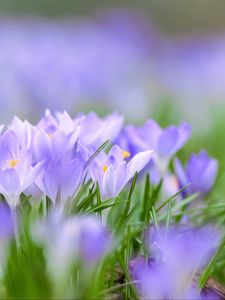 Preview wallpaper saffron, flowers, buds, spring, grass