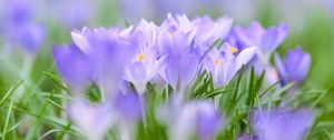 Preview wallpaper saffron, flowers, buds, spring, grass