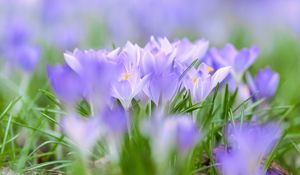 Preview wallpaper saffron, flowers, buds, spring, grass