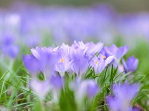 Preview wallpaper saffron, flowers, buds, spring, grass