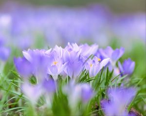 Preview wallpaper saffron, flowers, buds, spring, grass