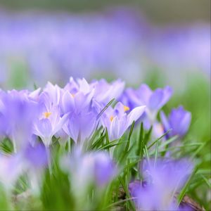 Preview wallpaper saffron, flowers, buds, spring, grass