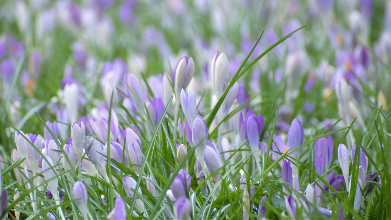 Wallpaper saffron, flowers, grass, petals
