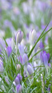 Preview wallpaper saffron, flowers, grass, petals