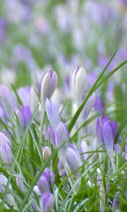 Preview wallpaper saffron, flowers, grass, petals