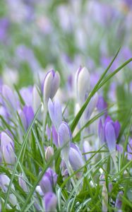 Preview wallpaper saffron, flowers, grass, petals