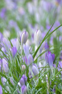 Preview wallpaper saffron, flowers, grass, petals