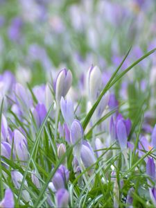 Preview wallpaper saffron, flowers, grass, petals