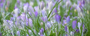 Preview wallpaper saffron, flowers, grass, petals