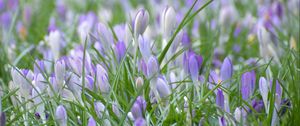 Preview wallpaper saffron, flowers, grass, petals