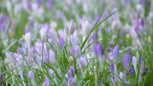 Preview wallpaper saffron, flowers, grass, petals