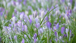 Preview wallpaper saffron, flowers, grass, petals