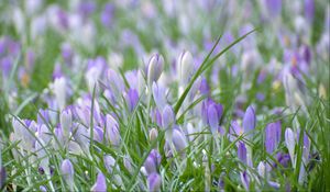 Preview wallpaper saffron, flowers, grass, petals