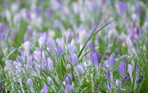 Preview wallpaper saffron, flowers, grass, petals