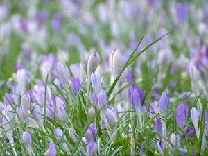 Preview wallpaper saffron, flowers, grass, petals