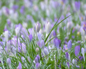 Preview wallpaper saffron, flowers, grass, petals