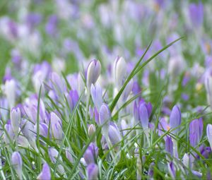 Preview wallpaper saffron, flowers, grass, petals