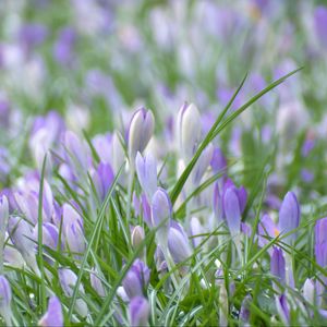 Preview wallpaper saffron, flowers, grass, petals