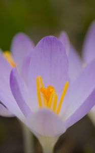 Preview wallpaper saffron, flowers, petals, purple, blur