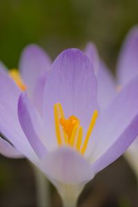 Preview wallpaper saffron, flowers, petals, purple, blur