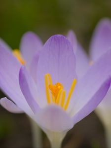 Preview wallpaper saffron, flowers, petals, purple, blur