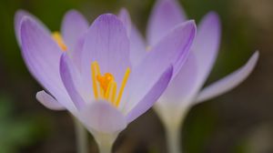 Preview wallpaper saffron, flowers, petals, purple, blur