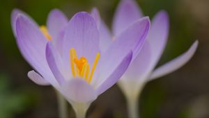 Preview wallpaper saffron, flowers, petals, purple, blur