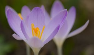 Preview wallpaper saffron, flowers, petals, purple, blur