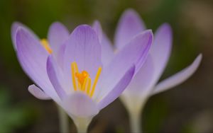 Preview wallpaper saffron, flowers, petals, purple, blur