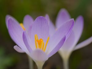 Preview wallpaper saffron, flowers, petals, purple, blur