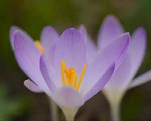 Preview wallpaper saffron, flowers, petals, purple, blur