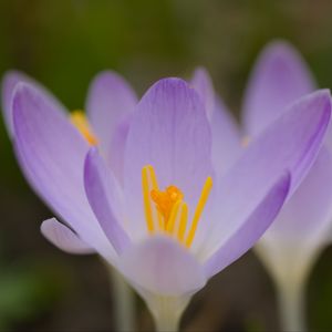 Preview wallpaper saffron, flowers, petals, purple, blur