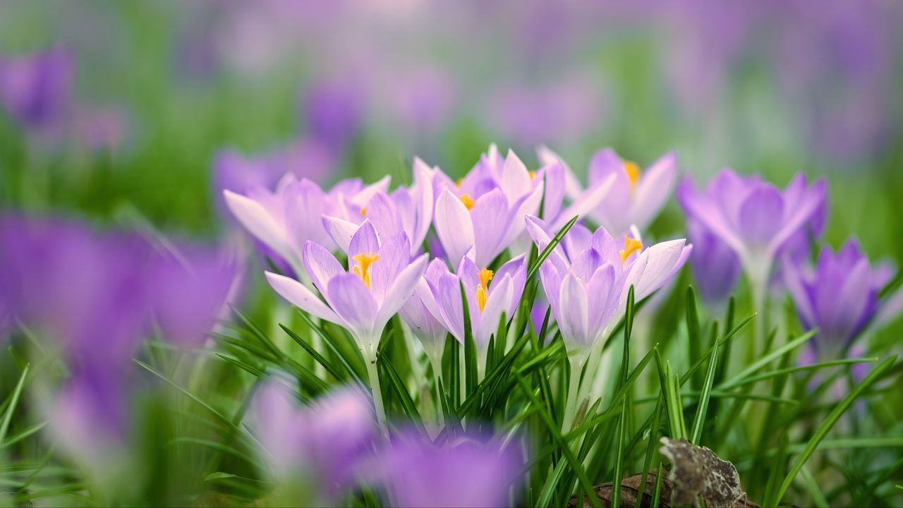 Wallpaper saffron flowers, saffron, flowers, petals, grass, spring