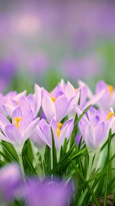 Preview wallpaper saffron flowers, saffron, flowers, petals, grass, spring