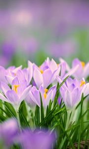 Preview wallpaper saffron flowers, saffron, flowers, petals, grass, spring