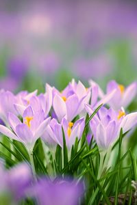 Preview wallpaper saffron flowers, saffron, flowers, petals, grass, spring