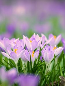 Preview wallpaper saffron flowers, saffron, flowers, petals, grass, spring