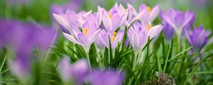 Preview wallpaper saffron flowers, saffron, flowers, petals, grass, spring